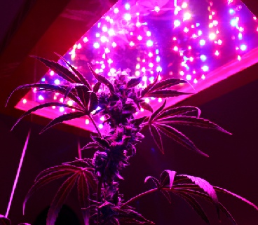 LEDs to grow weed