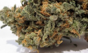 blue dream marijuana bud