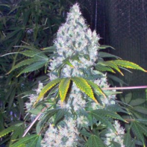 blue mystic bud plant