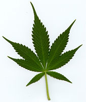 cannacbis indica leaf