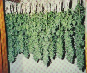 drying-curing-marijuana