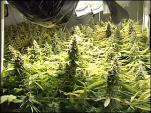 growing marijuana indoors