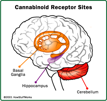 how weed affects the brain