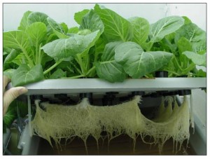 hydroponic solutions