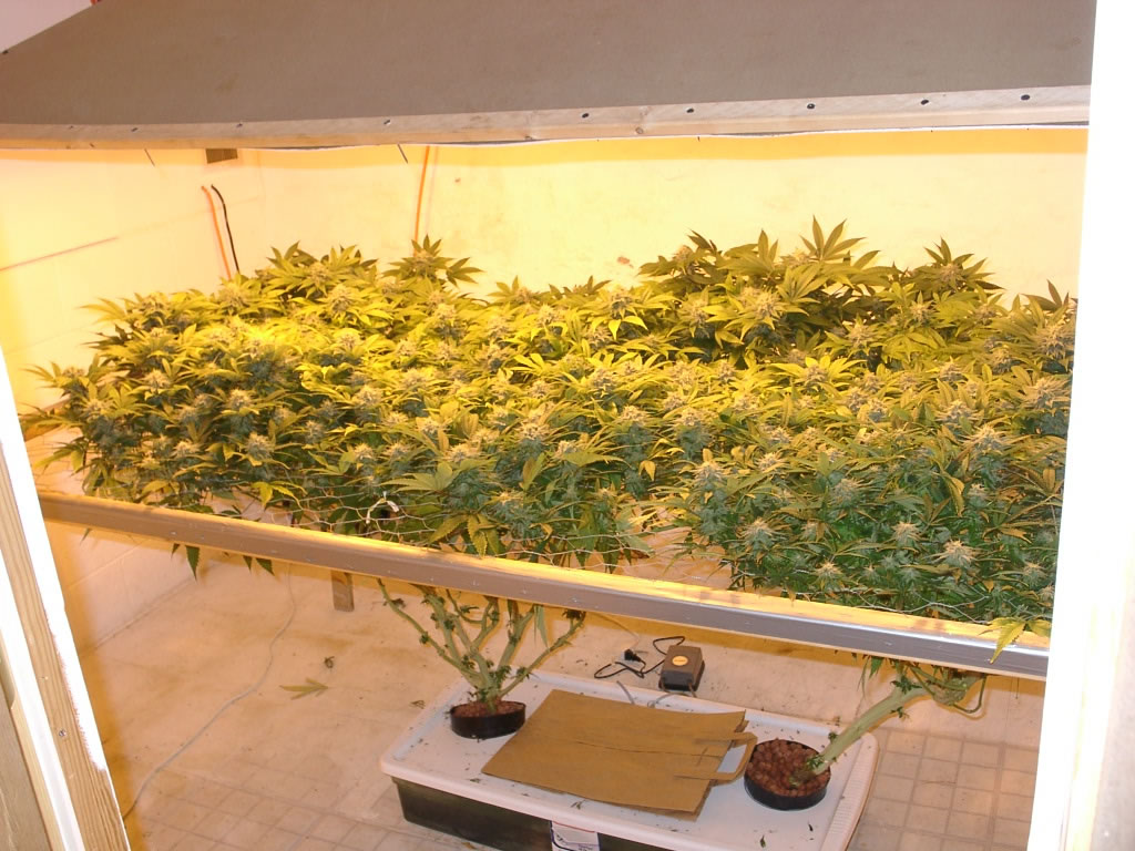 hydroponic weed growers