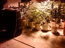 hydroponic weed setup