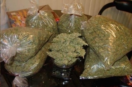lots of marijuana