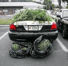 police pot bust