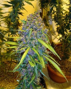 purple marijuana plant dank