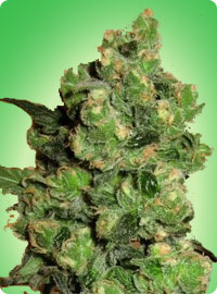 super skunk bud