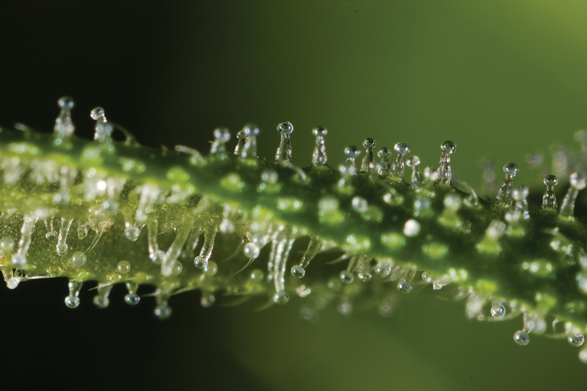 trichomes weed
