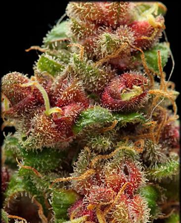 pretty red marijuana